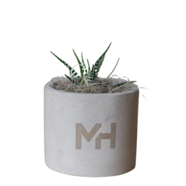 Mini Parker Desk Plant